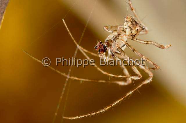 Mimetidae_8704.JPG - France, Indre (36), Araneae, Mimetidae, Araignée pirate (Ero tuberculata) sur sa toile, mâle, 2,5 mm, Pirate Spider